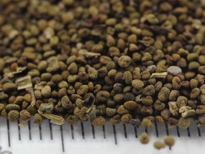 半枝蓮種子的市場價格是多少？