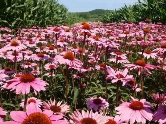 1589591486459592.jpg 紫松果菊.jpg