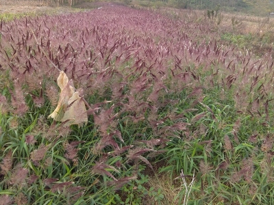 糖蜜草種子每畝地播種多少？
