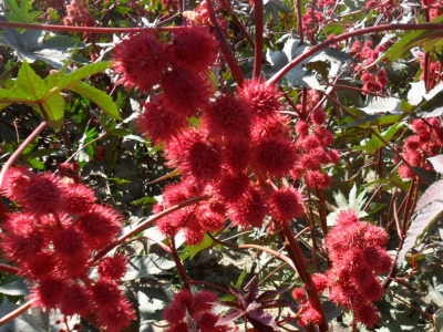 紅色蓖麻種子每平方米的播種量是多少？
