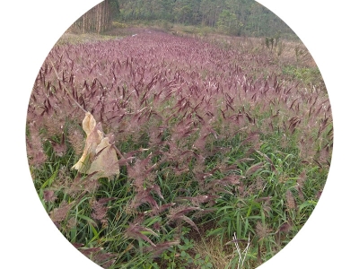 糖蜜草種子可以去哪里批發(fā)？