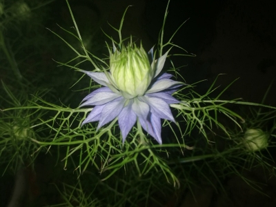 黑種草種子可以去哪里批發(fā)？