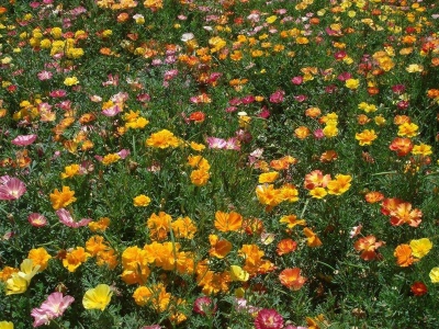 花菱草種子耐寒么？