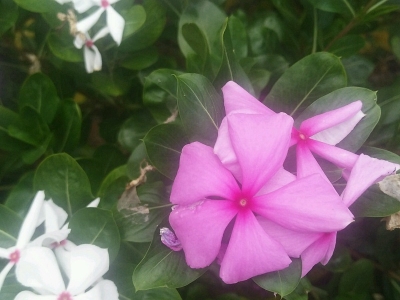 紫茉莉有毒么？