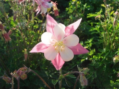 小花耬斗菜種子多少錢一斤？