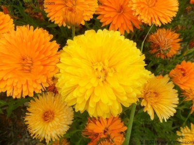 金盞菊種子幾天發(fā)芽？