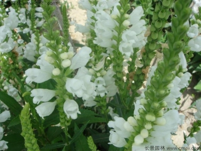 假龍頭種子幾天發(fā)芽？