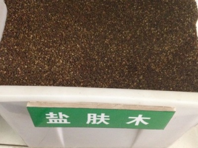 鹽膚木種子的播種季節(jié)？