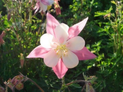 大花耬斗菜種子幾月播種最好？