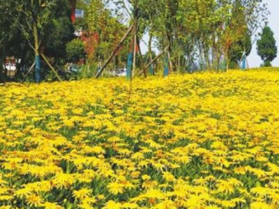 黃金菊種子發(fā)芽溫度？