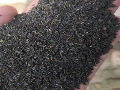 黑心菊種子什么時候成熟？