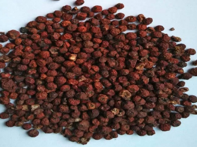 火棘種子怎么催芽？