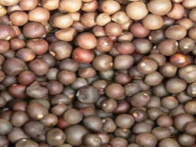 茶花有種子嗎？