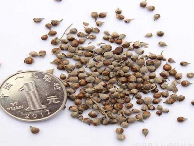 黃菊花種子什地方買？