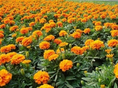孔雀草種子能種出來嗎？