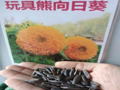 玩具熊矮向日葵種子能吃嗎？