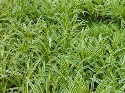 哪里能種植金邊麥冬草？
