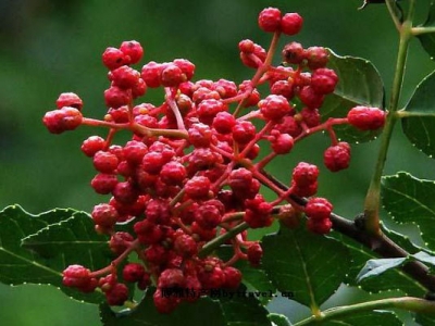 花椒種子冬天能種嗎？