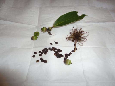 含羞草種子6月能種嗎？