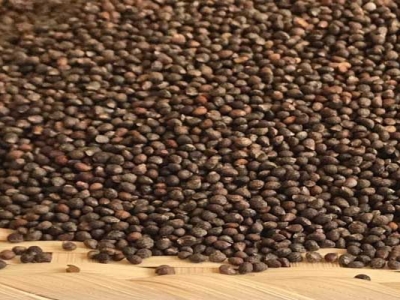 紫蘇種子要浸泡才能種嗎？