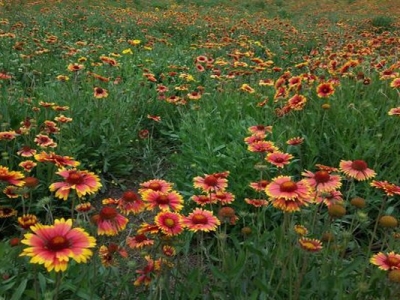 宿根天人菊種子夏季能種嗎？
