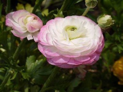 花毛茛幼苗多少錢(qián)？