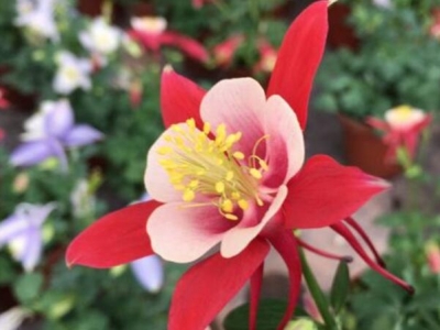 大花耬斗菜當(dāng)年種開(kāi)花嗎