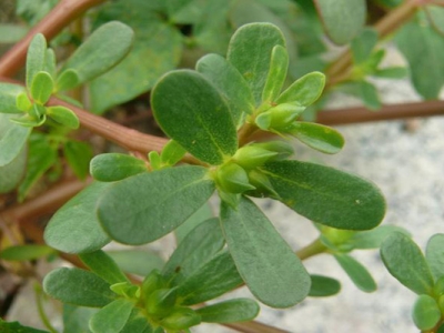 馬齒莧種子可以用水泡幫助發(fā)芽嗎？