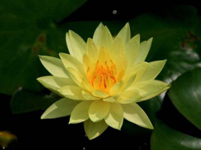 睡蓮種子不開口可以發(fā)芽嗎？
