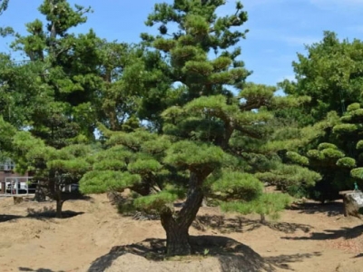 黑松種子可以用河砂種植嗎？