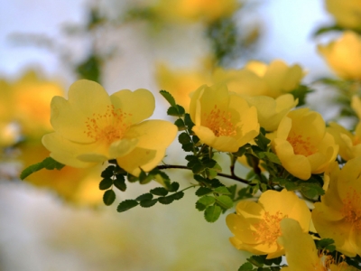 黃刺玫種子可以當(dāng)年種植嗎？
