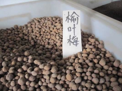 榆葉梅種子可以種嗎？
