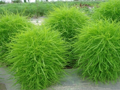 七月份可以種植地膚種子嗎？
