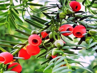 6月可以種植紅豆杉種子嗎？