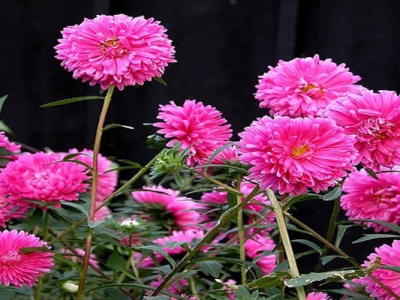 翠菊種子多久開花？