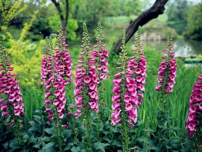 毛地黃種子當(dāng)年種植當(dāng)年能開花嗎？