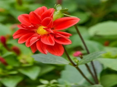 小麗花種子多久開花？
