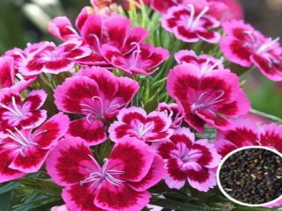 五彩石竹種子多久發(fā)芽開(kāi)花？