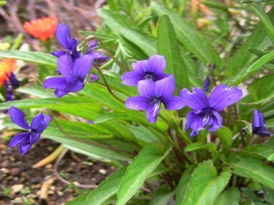 紫花地丁種子到開花多久？