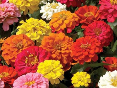 百日草種子真的長(zhǎng)年開(kāi)花嗎？