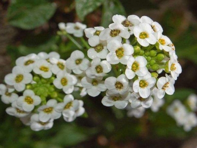 香雪球種子的種植時(shí)間是幾月？