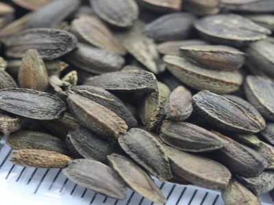 非洲菊種子播種時間是幾月？