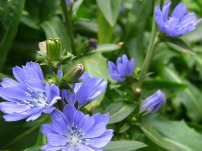 菊苣種子的播種時間是幾月？