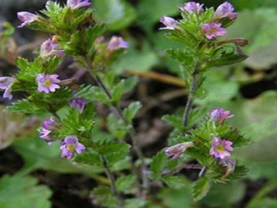 蝦塘冬季小米草的種植時(shí)間是幾月？
