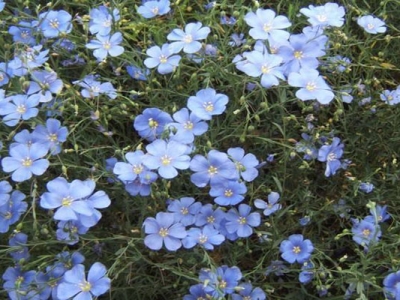 藍(lán)花亞麻種子什么時候成熟？