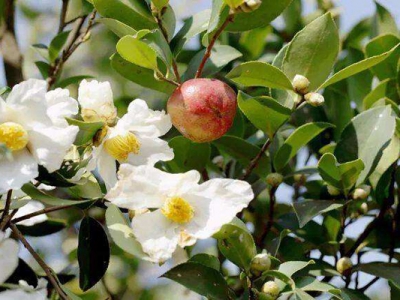 油茶花期在農(nóng)歷幾月？