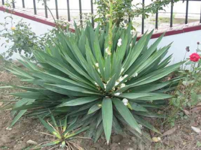 劍麻花期是幾月份？