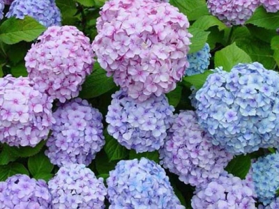 繡球花種子幾天發(fā)芽？