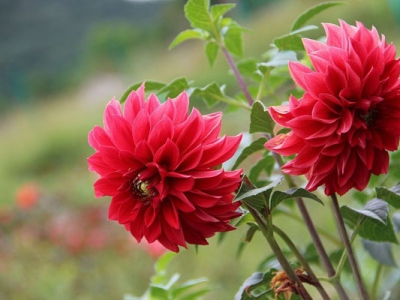 大麗花種子幾天發(fā)芽？
