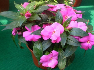 鳳仙花種子幾天才能發(fā)芽？